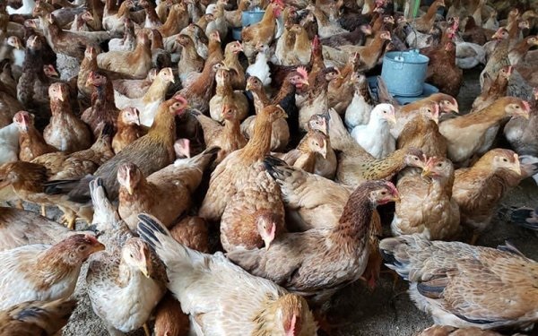 Cung cấp thịt gà số lượng lớn - GIÁ SIÊU TỐT tại TPHCM | LEAU FOOD