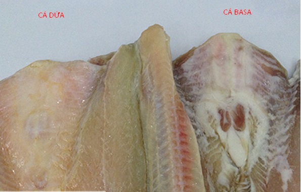 phân biệt cá dứa và cá basa chuẩn xác